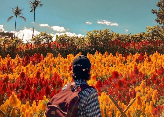 Agrowisata Menyejukkan Jiwa, Kamu Wajib Kunjungi Taman Suruh Banyuwangi, Holiday Kesini Ya﻿