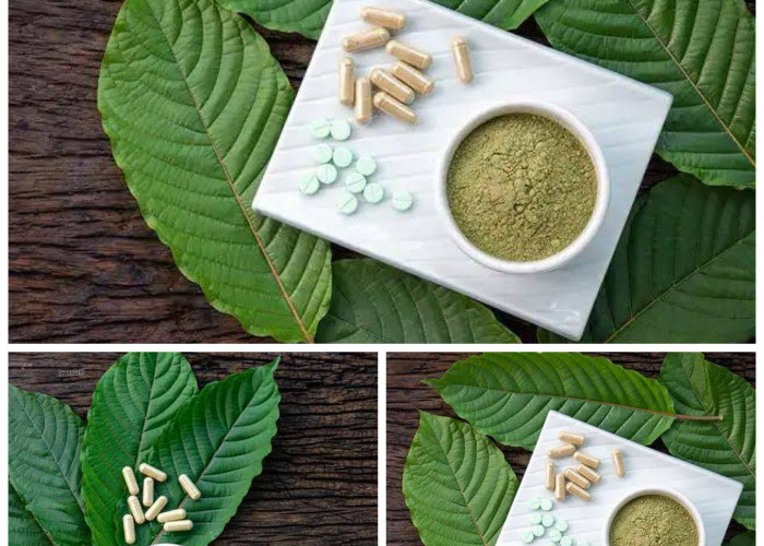 Mengenal Manfaat Daun Kratom bagi Kesehatan Tubuh: Alternatif Alami untuk Nyeri hingga Gangguan Mental!