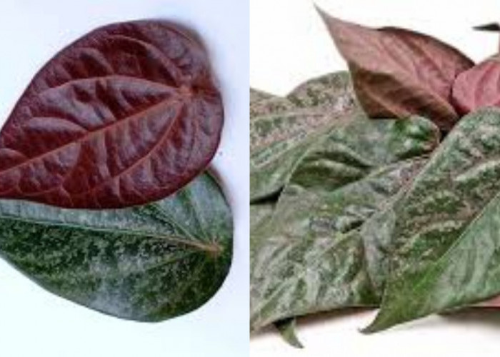 8 Manfaat Daun Sirih Merah Untuk Kesehatan Yang Luar Biasa!
