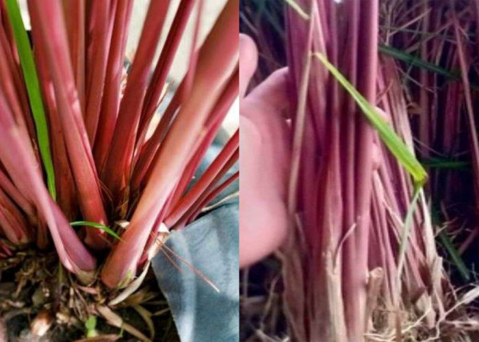  Jarang Diketahui! Inilah Sereh Merah, Ketahui Manfaat dan Cara Mengolahnya