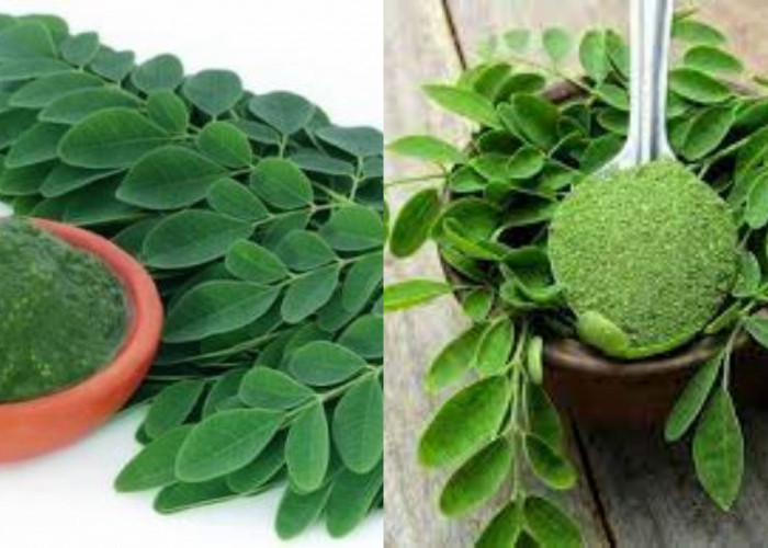 Kaya Nutrisi! Ini Deretan Manfaat Daun Kelor Untuk Tubuh Yang Luar Biasa