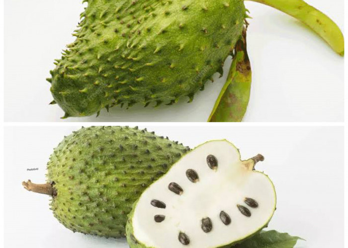 Manfaat Buah Sirsak bagi Kesehatan: Dari Meningkatkan Imunitas hingga Menangkal Kanker!