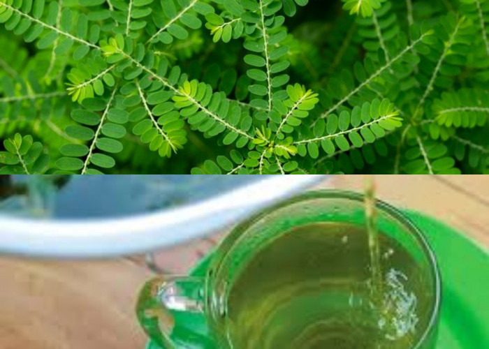 Inilah Deretan  7 Manfaat Daun Meniran untuk Kesehatan dan Cara Mengolahnya!