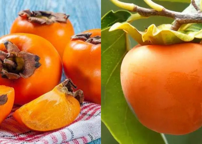 Menurunkan Risiko Hipertensi Inilah Manfaat Buah Kesemek Bagi Kesehatan Yang Harus Kalian Tahu! 