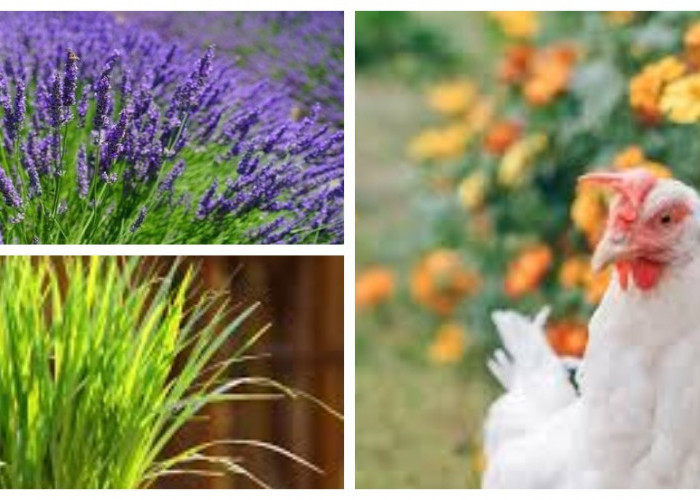 Tak Perlu Repot Usir Ayam, Ini 5 Tanaman Anti Ayam yang Bikin Halaman Rumah Makin Indah