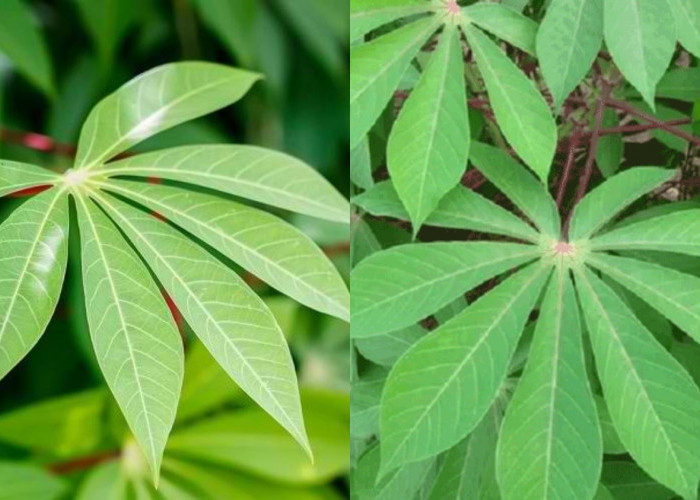 Inilah Kandungan Nutrisi Dan Manfaat Daun Singkong Untuk Kesehatan Yang Luar Biasa! 