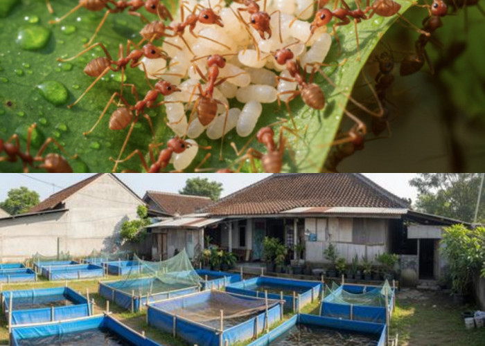 Usaha Peternakan Dalam Dua Bulan Siap Panen, Perawatan Sederhana dan Cepat Mendapatkan Keuntungan