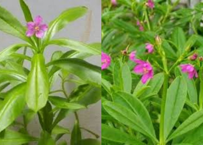 Mengenal Ginseng Jawa: Tanaman Tradisional, Khasiat Modern Yang Luar Biasa