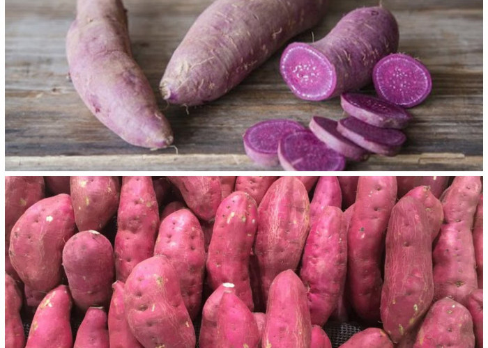 Tak Hanya Lezat, Inilah 8 Manfaat Ubi Ungu untuk Tubuh Beserta Tips Mengolahnya