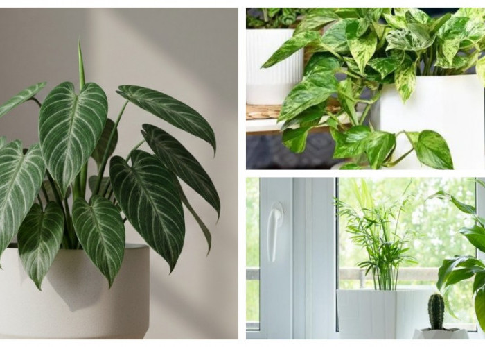 Tampil Kekinian! Ini 5 Jenis Tanaman Hias yang Lagi Tren di 2026