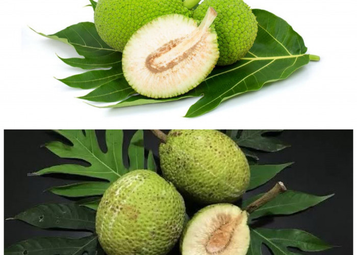 Rahasia Sehat dari Buah Sukun: Kaya Serat dan Baik untuk Jantung!