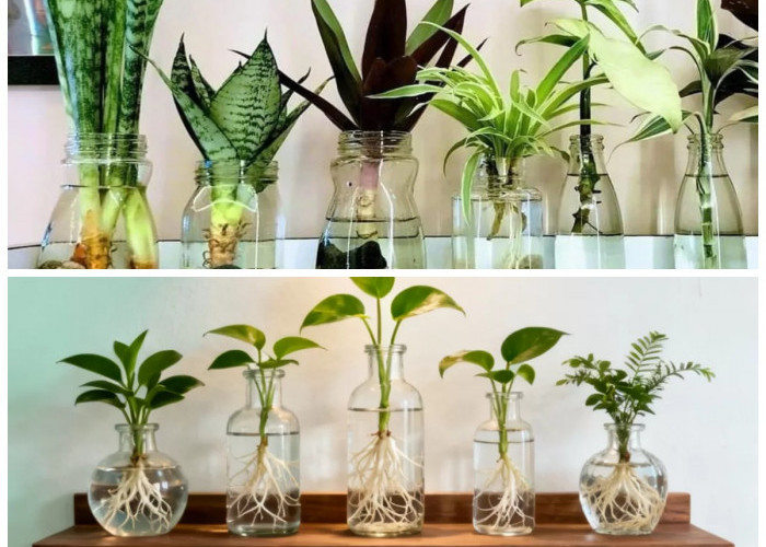 Tanpa Media Tanah! 7 Tanaman Hias Air dalam Botol, Simpel tapi Estetik untuk Rumah Minimalis
