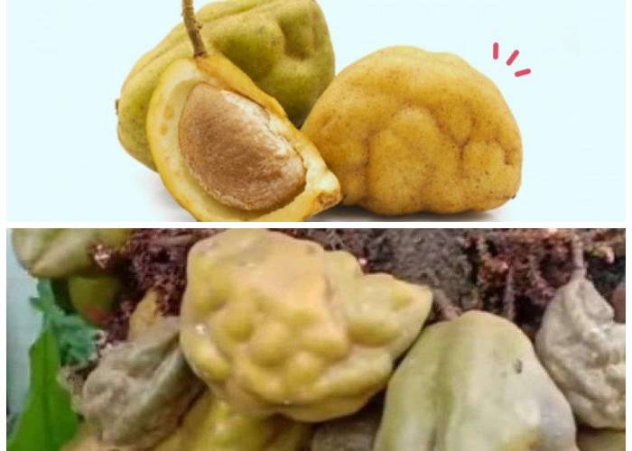 Rahasia Sehat dari Buah Namnam: Kandungan Nutrisi dan Cara Mengonsumsinya dengan Benarc