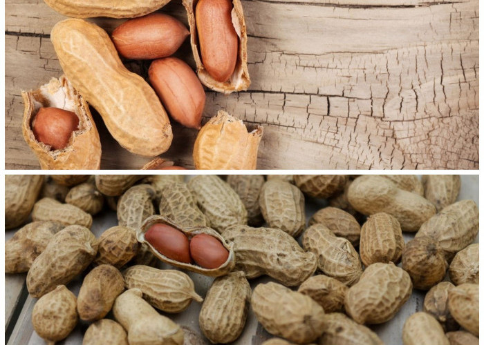  Khasiat Kacang: 8 Alasan Mengapa Kacang Baik untuk Kesehatan Tubuh