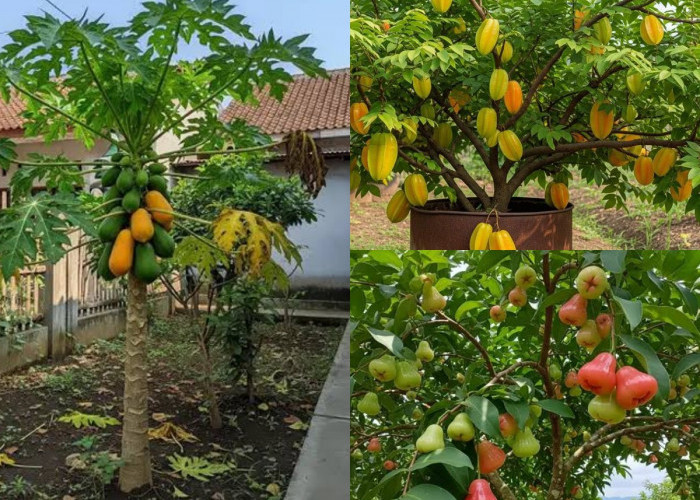 Kebun Makin Produktif, Ini 10 Tanaman Buah yang Bisa Panen Sepanjang Tahun