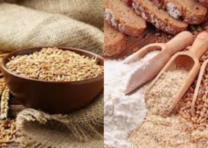 Gandum Utuh: Kandungan Nutrisi dan Manfaatnya Yang Harus Kalian Ketahui