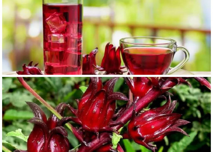  Rosela: Rahasia Tersembunyi 8 Khasiat Kesehatan yang Wajib Kamu Tahu