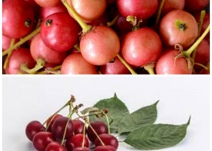 8 Keuntungan Buah Kersen yang Tidak Banyak Diketahui untuk Kesehatan Tubuh