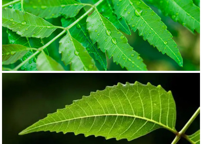 Rahasia Daun Mimba: 5 Kebaikan Herbal yang Sayang untuk Dilewatkan!