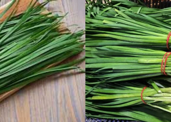 Daun Kucai, Bumbu Dapur yang Punya Segudang Manfaat Kesehatan!