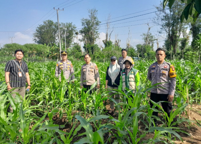 Polri Dukung Ketahanan Pangan, Polsek Pagar Alam Selatan Cek Lahan Jagung Warga