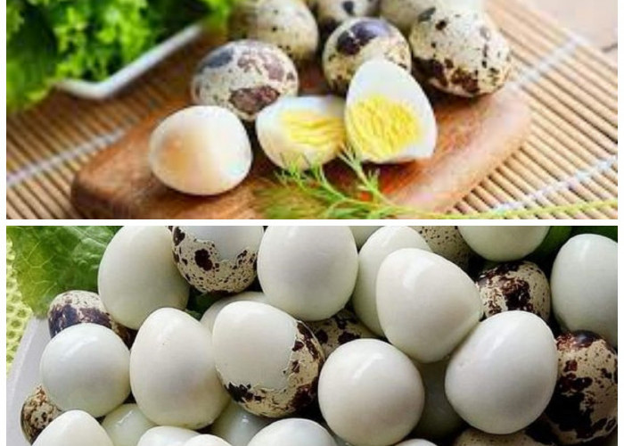 Telur Puyuh: Si Kecil yang Penuh Gizi dan Baik untuk Kesehatan