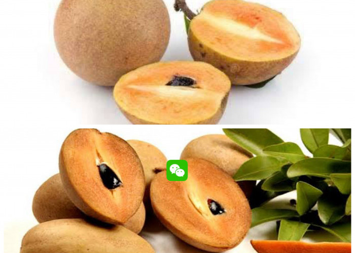 Menyimpan Berbagai Kandungan Nutrisi Buah Sawo, Serta Manfaat Bagi Kesehatan Tubuh!