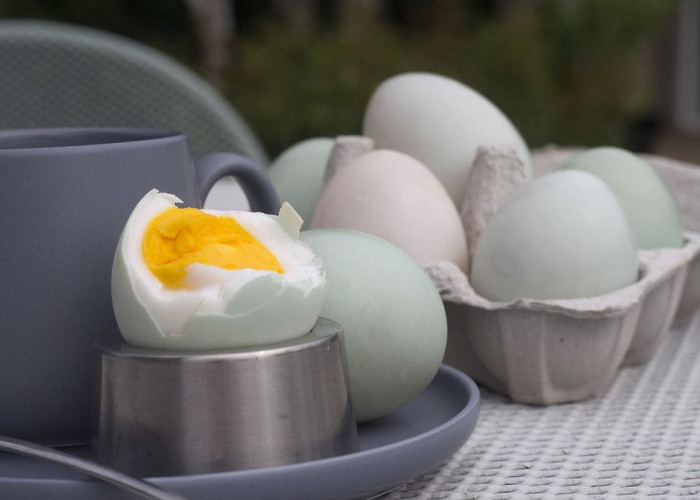Kamu Harus Tau! Inilah 6 Manfaat Konsumsi Telur Bebek untuk Kesehatan Tubuh  PAGARALAMPOS.COM - Selain telur 