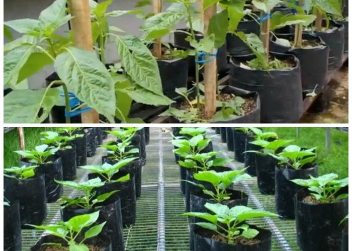 Panduan Menanam Cabai Rawit Hijau di Polybag agar Subur dan Berbuah Lebat