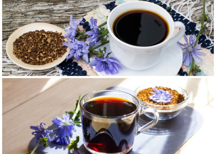 Manfaat Kopi Chicory bagi Kesehatan Tubuh: Alternatif Sehat Pengganti Kopi Biasa!