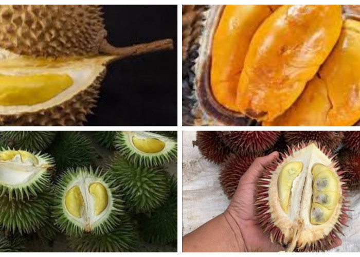 9 Jenis Durian yang Tumbuh di Kalimantan, Sudah Pernah Mencicipinya?