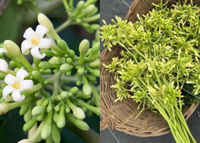 Inilah Manfaat Bunga Pepaya Untuk Kesehatan dan Cara Mengolahnya!