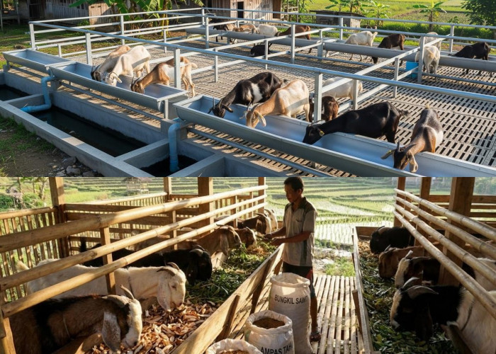 Siapa Bilang Sibuk Gak Bisa Ternak? Ini Rahasia Kelola Kambing Tanpa Ganggu Jadwal Kantor!