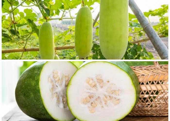 Rahasia Sehat dari Buah Kundur: Kendalikan Tekanan Darah, Stabilkan Berat Badan, dan Perkuat Daya Tahan Tubuh