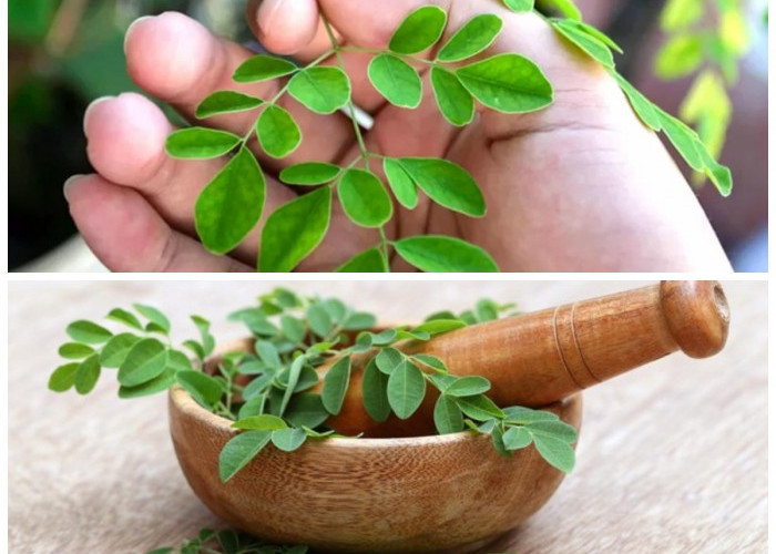 Kaya Gizi! Inilah Manfaat Daun Kelor yang Baik untuk Menjaga Tubuh Tetap Sehat