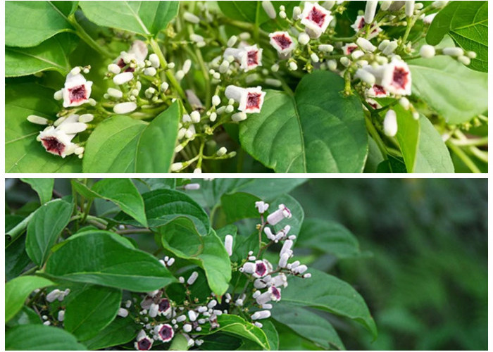 Manfaat Daun Sembukan bagi Kesehatan Tubuh: Rahasia Herbal Tradisional untuk Atasi Perut Kembung!