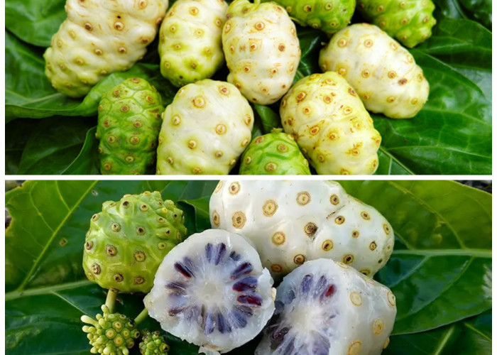 7 Manfaat Buah Pace (Mengkudu) dan Efek Sampingnya untuk Kesehatan Tubuh!