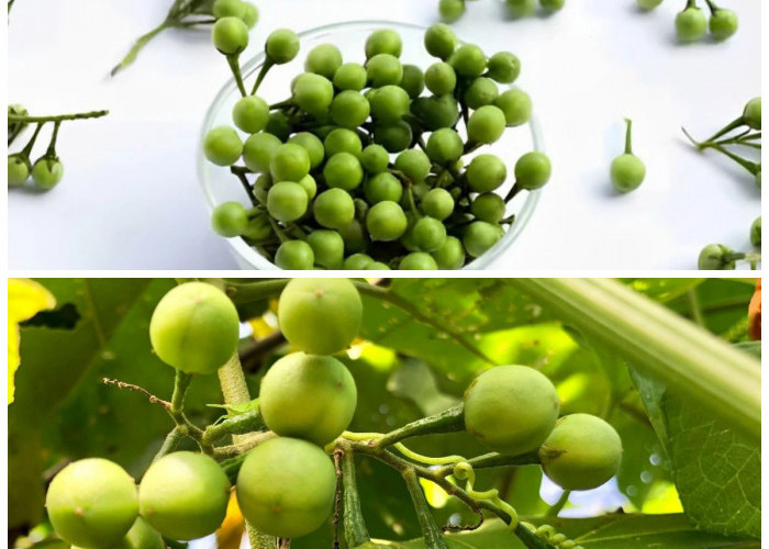 Rahasia Sehat dari Buah Rimbang: Kandungan Gizi, Kegunaan, dan Tips Konsumsinya