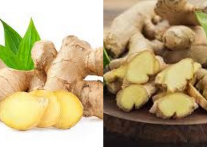 Simak 10 Manfaat Jahe Untuk Kesehatan Tubuh Yang Luar Biasa Khasiatnya!