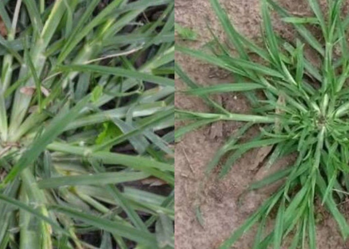 Rumput Belulang: Manfaat, Khasiat, dan Cara Menggunakannya dengan Tepat