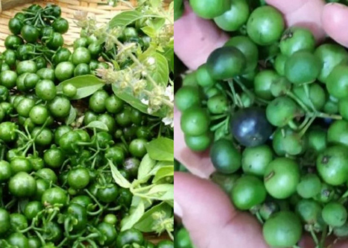 Leunca, Lalapan Favorit dengan Kandungan Nutrisi dan Manfaat Hebat untuk Tubuh!