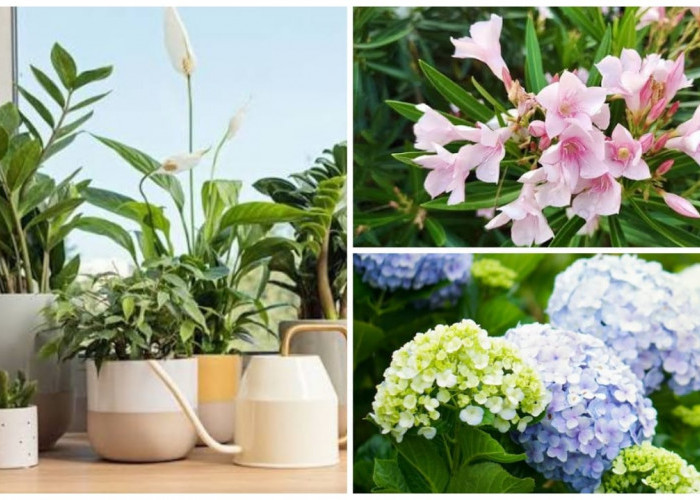 Indah Tapi Beracun, Ini 5 Tanaman Bunga yang Sering Jadi Dekorasi Rumah!