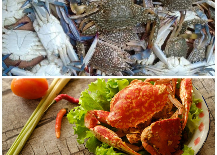 Rahasia Sehat dan Awet Muda dari Rajungan, Simak Kandungan Gizinya!