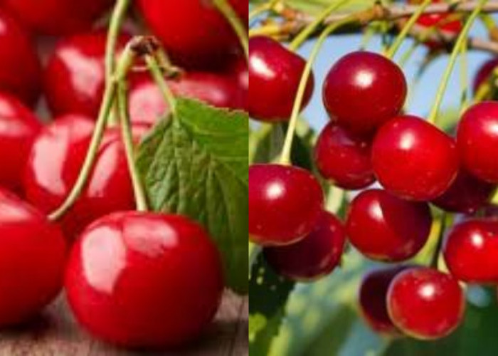 Segar dan Kaya Nutrisi, Inilah 7 Manfaat Buah Ceri untuk Kesehatan!
