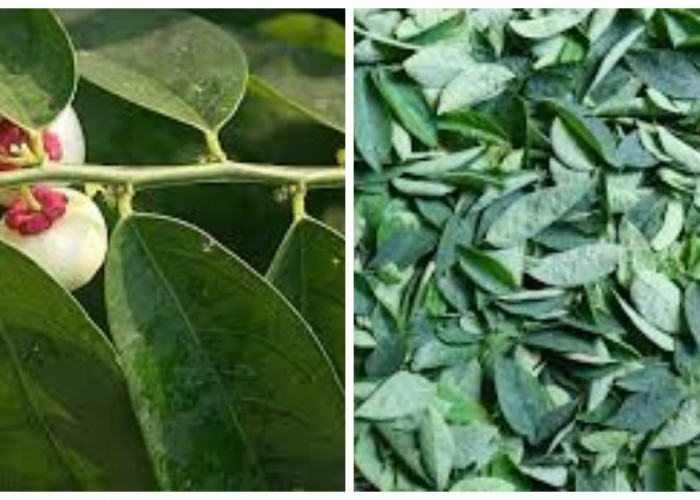 5 Manfaat Daun Katuk untuk Kesehatan Tubuh !