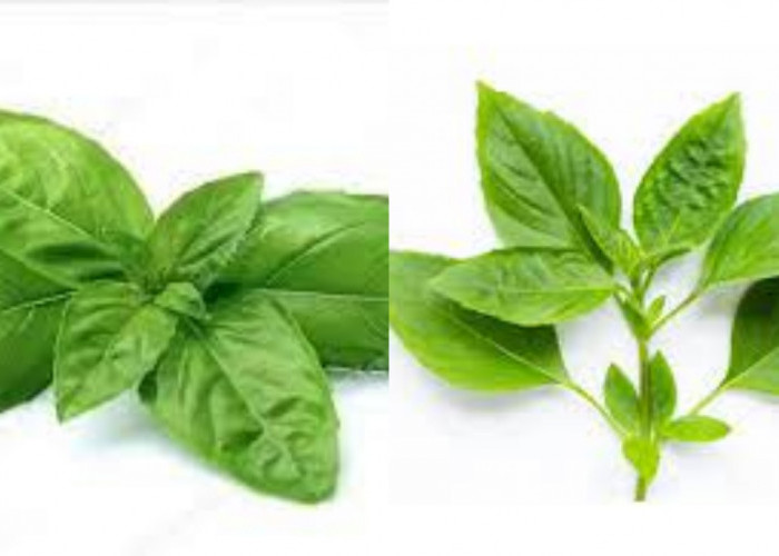 Daun Kemangi, Apa Saja Manfaatnya Untuk Kesehatan Yuk Simak Disini?