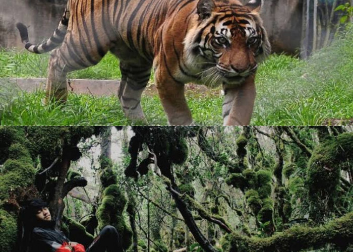 Misteri Gunung Singgalang, Sebuah Perjalanan Menelusuri Kisah Legenda 7 Manusia Harimau