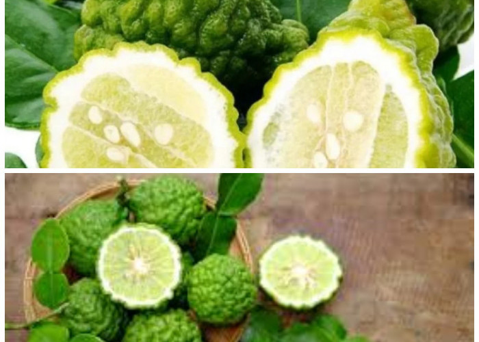 Jeruk Perut: Buah Kecil dengan Segudang Manfaat untuk Kesehatan Anda