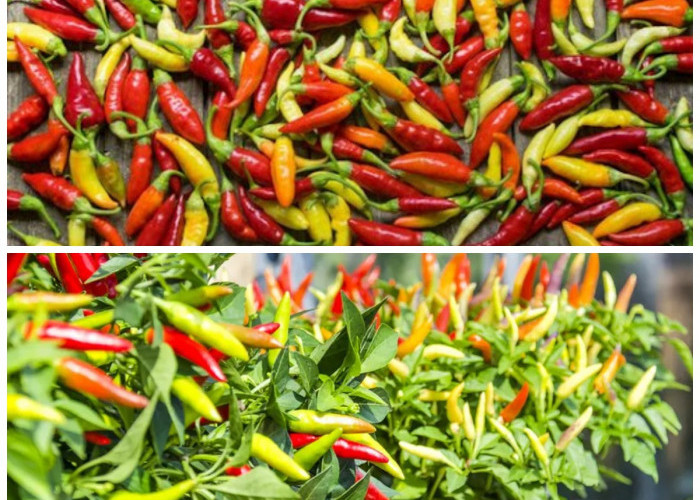 Manfaat Tersembunyi Cabai Rawit yang Baik bagi Tubuh, Wajib Kamu Ketahui!