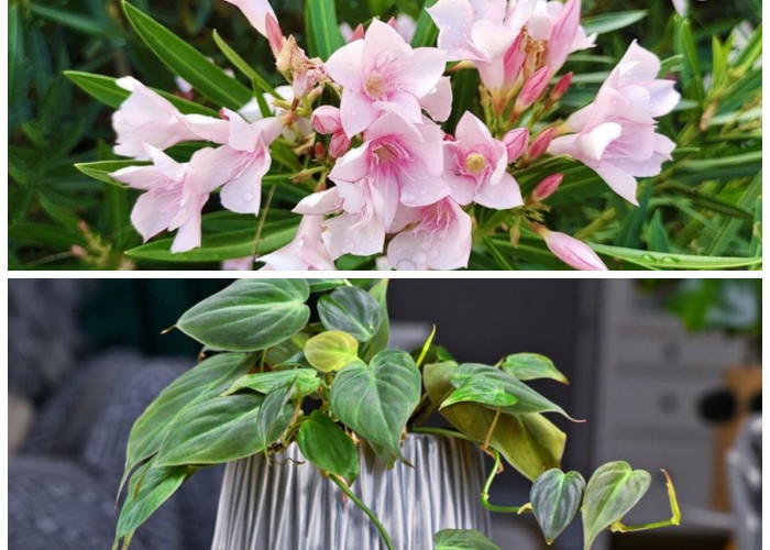 Jangan Tertipu Keindahannya! 5 Tanaman Bunga Dekoratif Ini Punya Kandungan Beracun